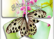 SliceCollage for Mac logo