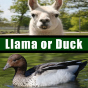 Llama or Duck Quiz logo