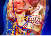 Human Anatomy Atlas for Mac logo