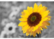 iSplash Color Photo Editor for Mac logo