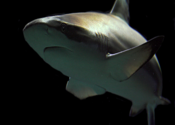 Sharks Encyclopedia for Mac logo
