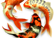 Koi Pond 3D for Mac logo