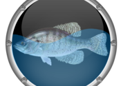 Reef Aquarium HD for Mac logo
