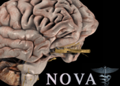 Brain Pro for Mac logo