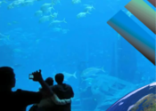 Aquarium Videos for Mac logo