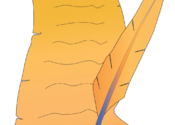 RealWriter for Mac logo