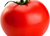 Tomato for Mac logo